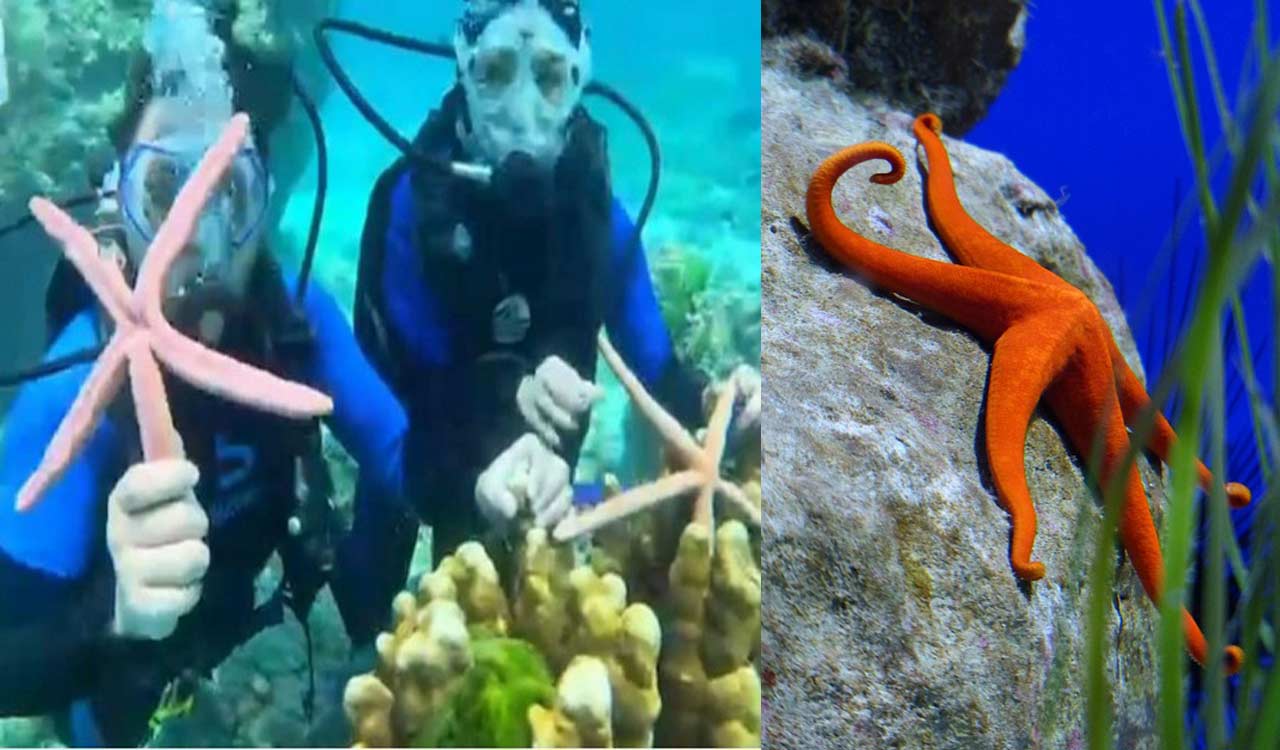 Selfie with starfish lands Chinese tourists in Thailand jail