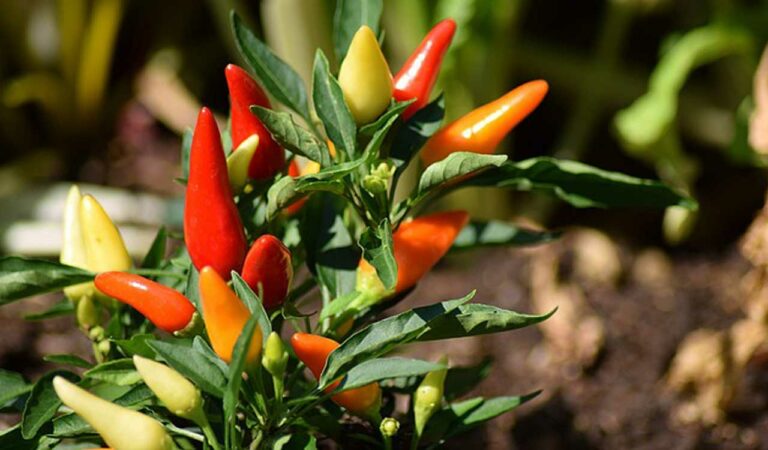 Chilli