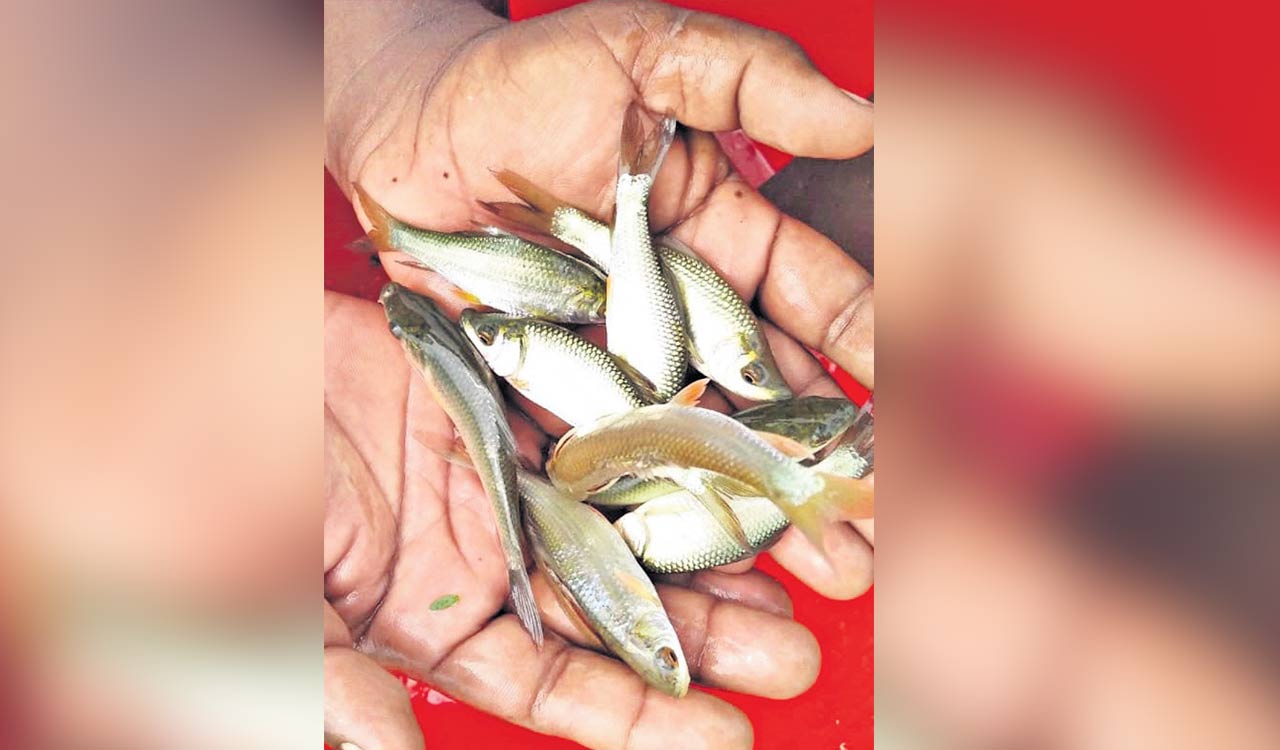 Warangal district gears up to release 1.94 crore fish seeds