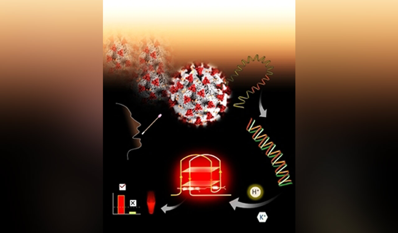Why type A blood is linked to higher risk of Covid infections