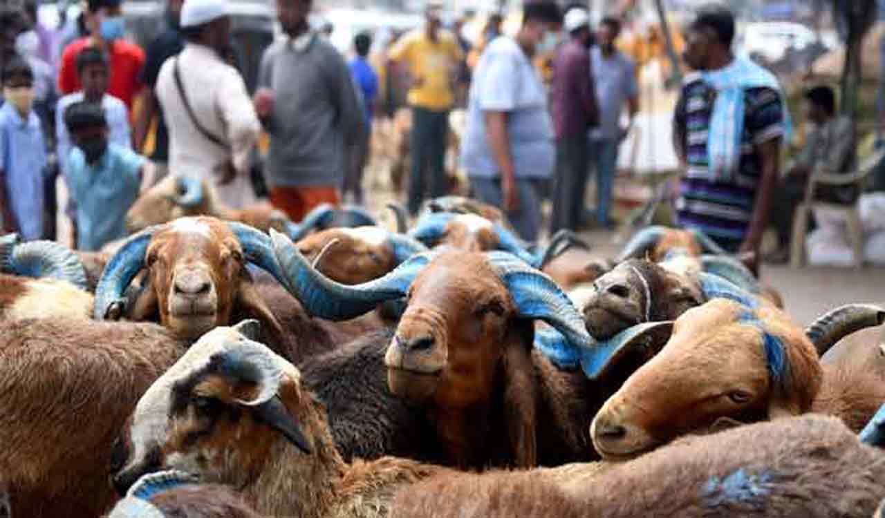 This Bakrid, some Hyderabadis are outsourcing qurbani