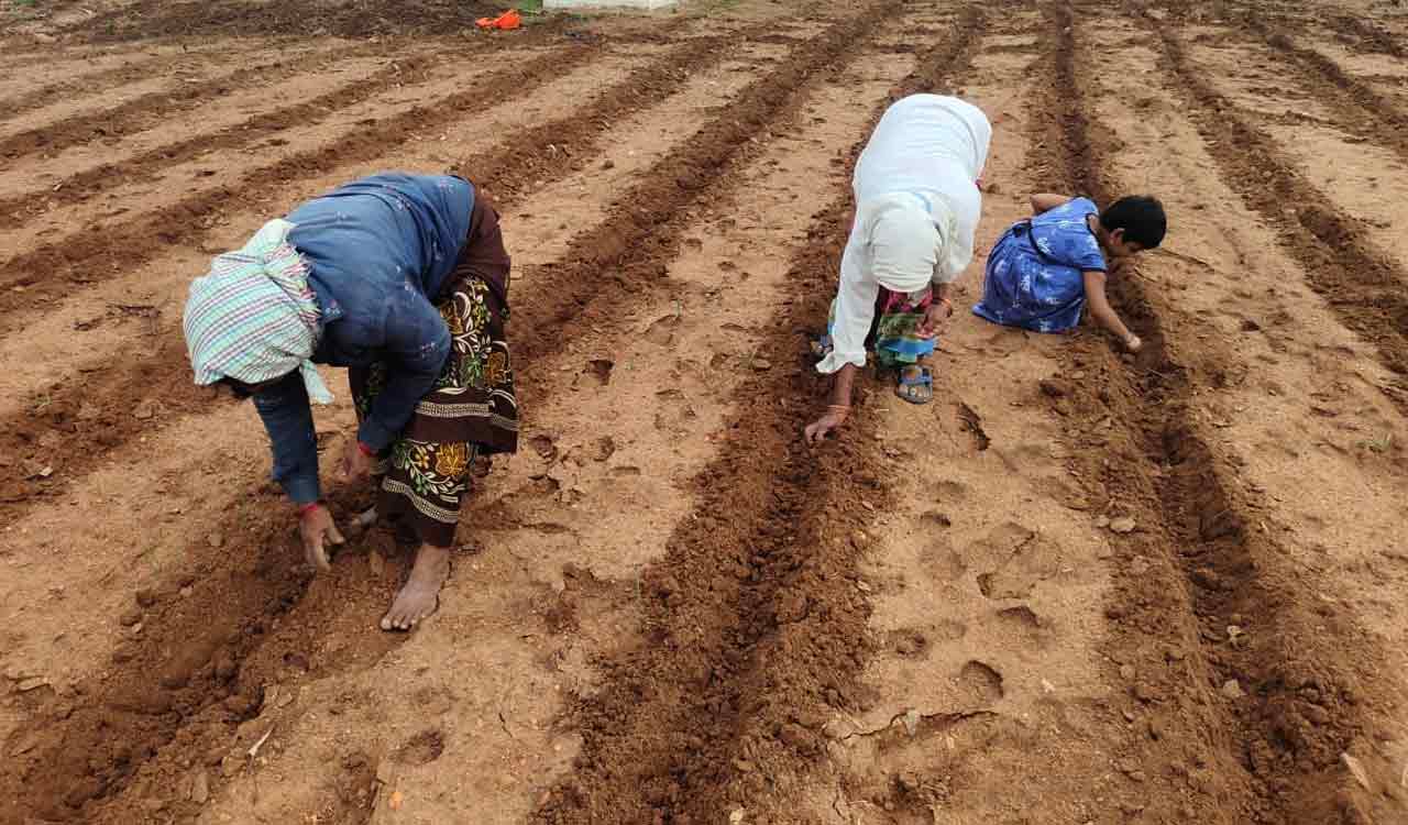 Banned weedicide smuggled into Mancherial from Maharashtra