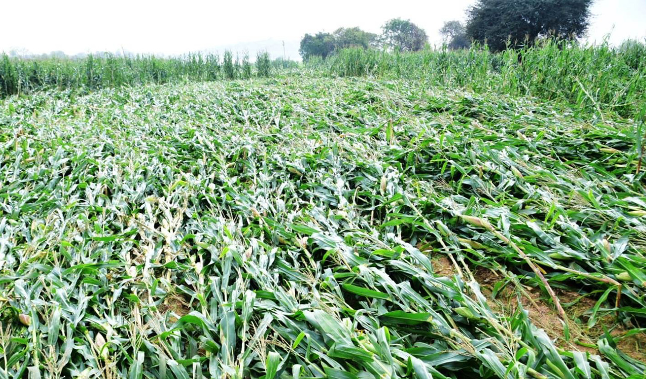 Rain damage: Revised estimates bring down number of beneficiaries in erstwhile Medak