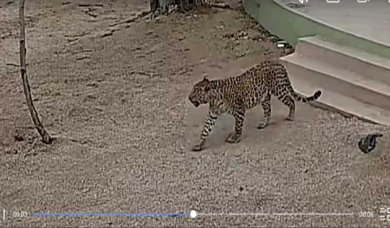 Mahabubnagar: Leopard spotted inside KCR Urban Park
