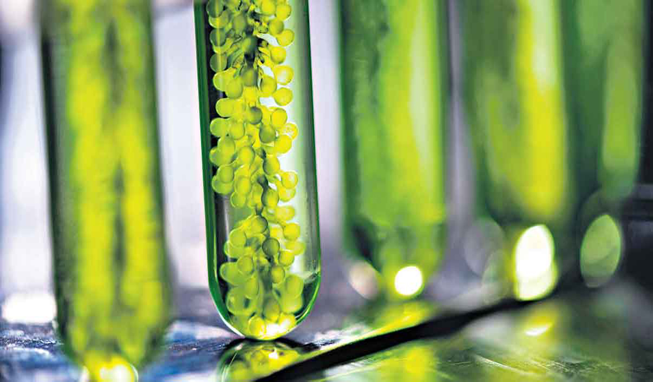 Research reveals plants can detect touch