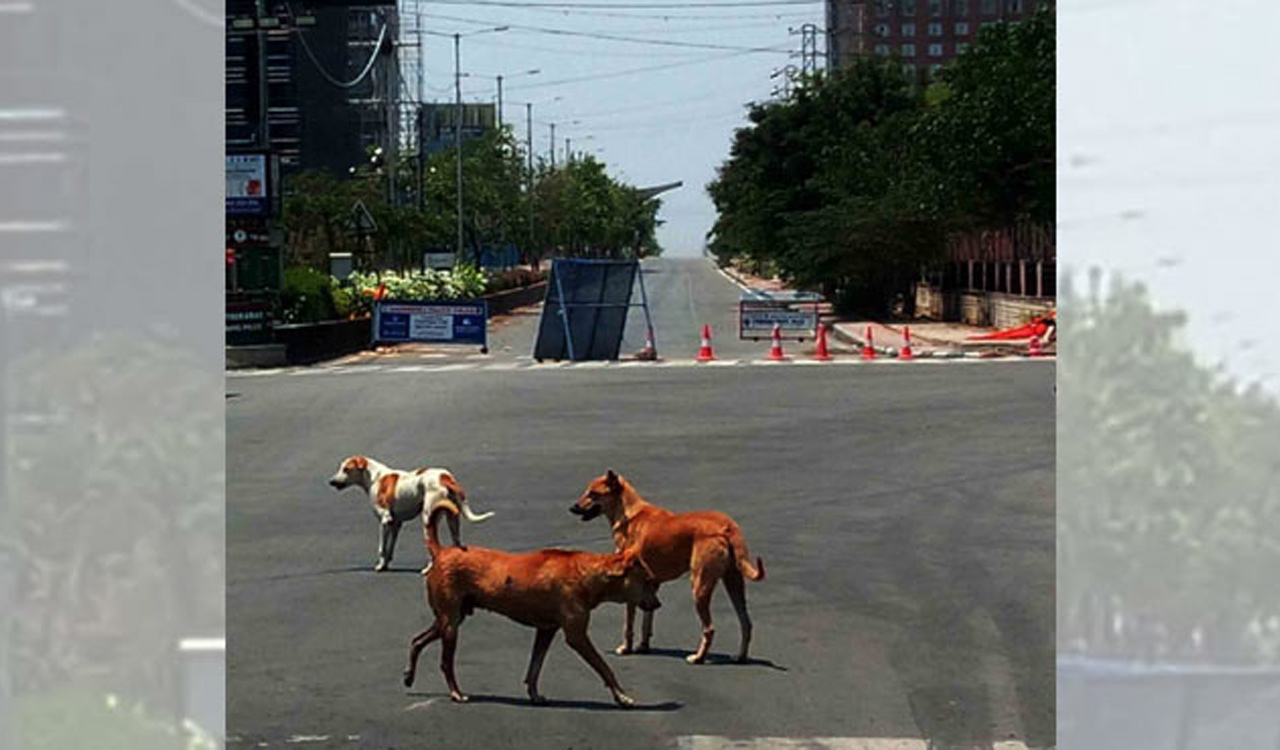 MCD to rope in govt veterinary hospitals, NGOs to solve issues related to stray dogs