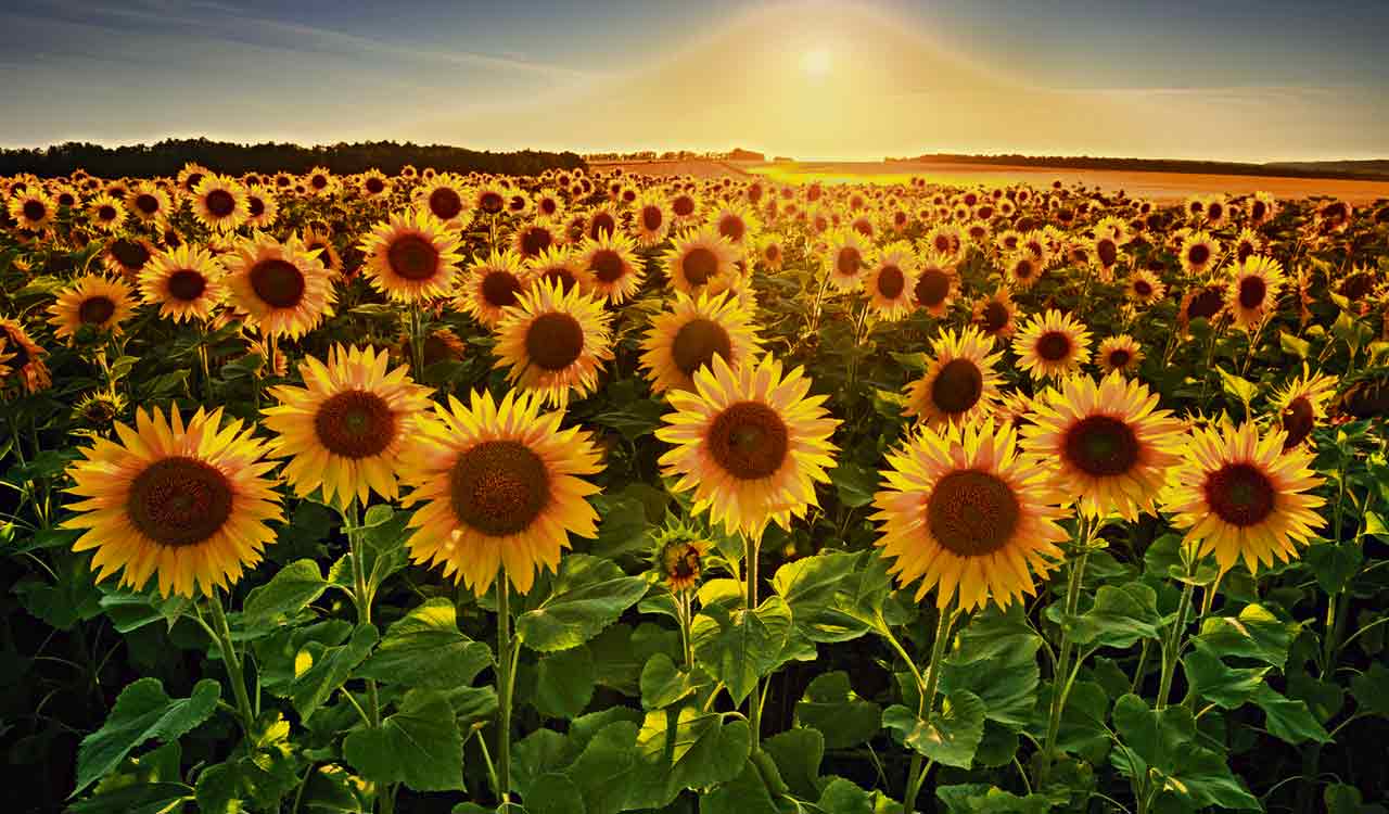 Opinion: Don’t let sunflowers wilt