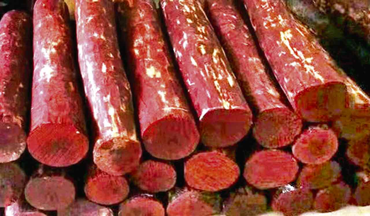 Telangana Forest Dept plans to install microchips on sandalwood trees