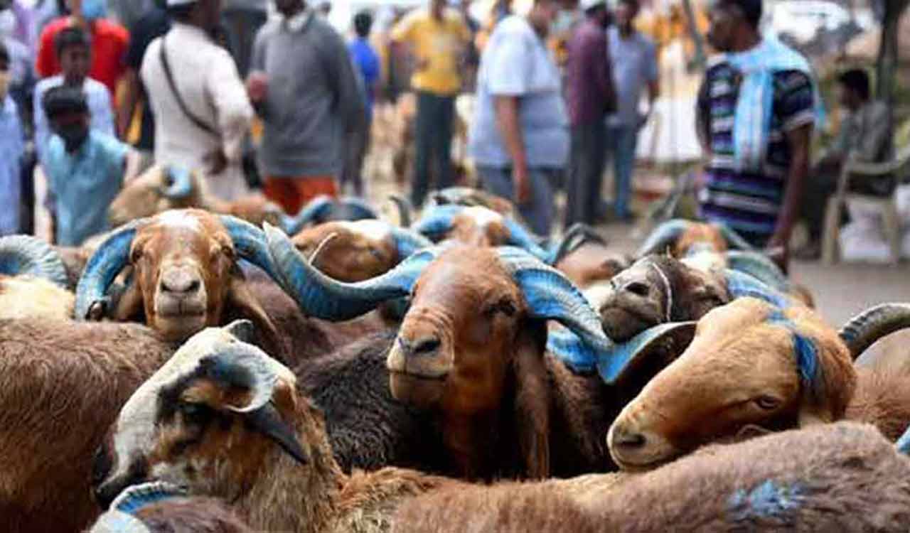 60 goats run over by train in Telangana