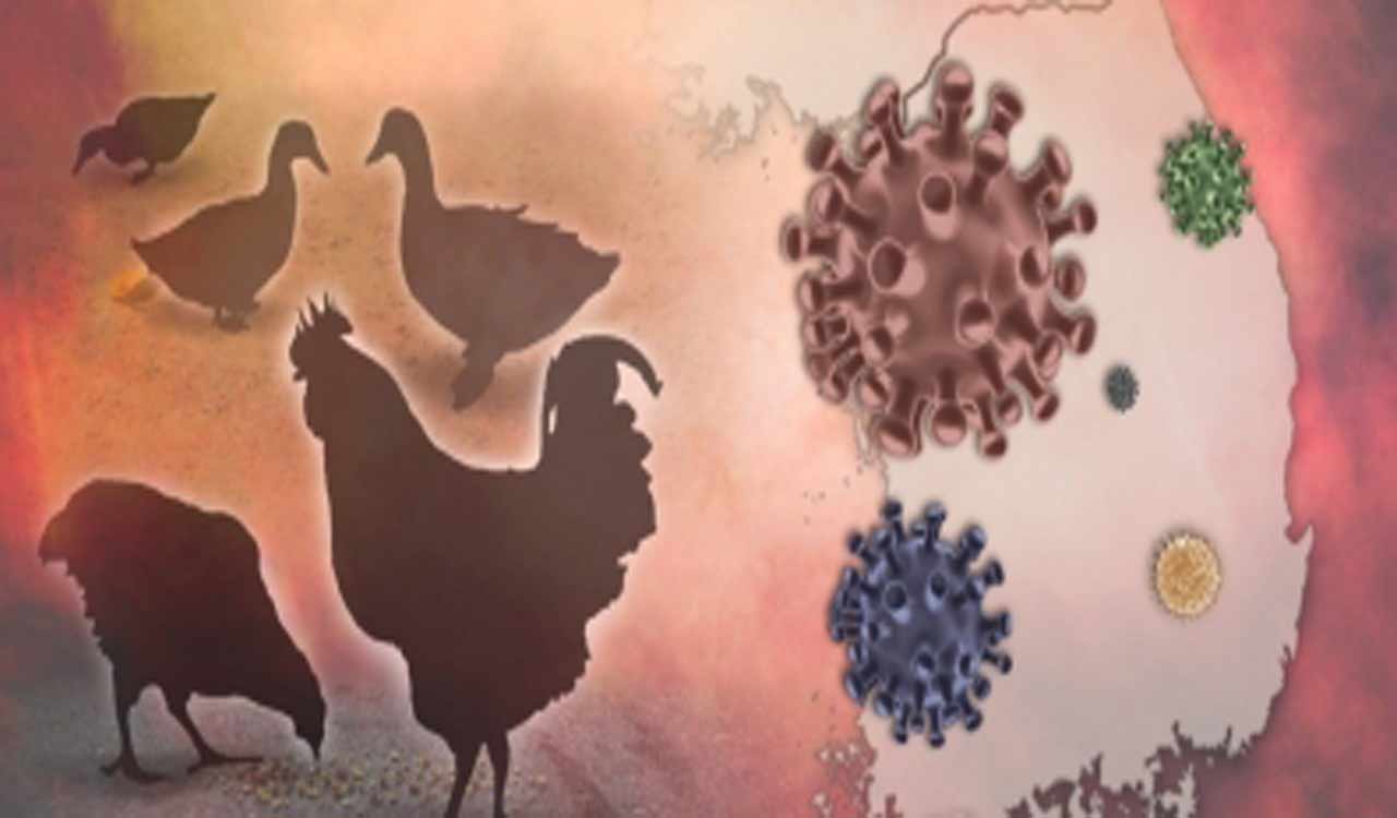 South Korea reports suspected avian influenza case in cats