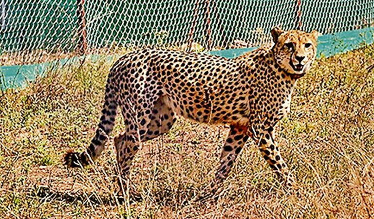 Cheetah