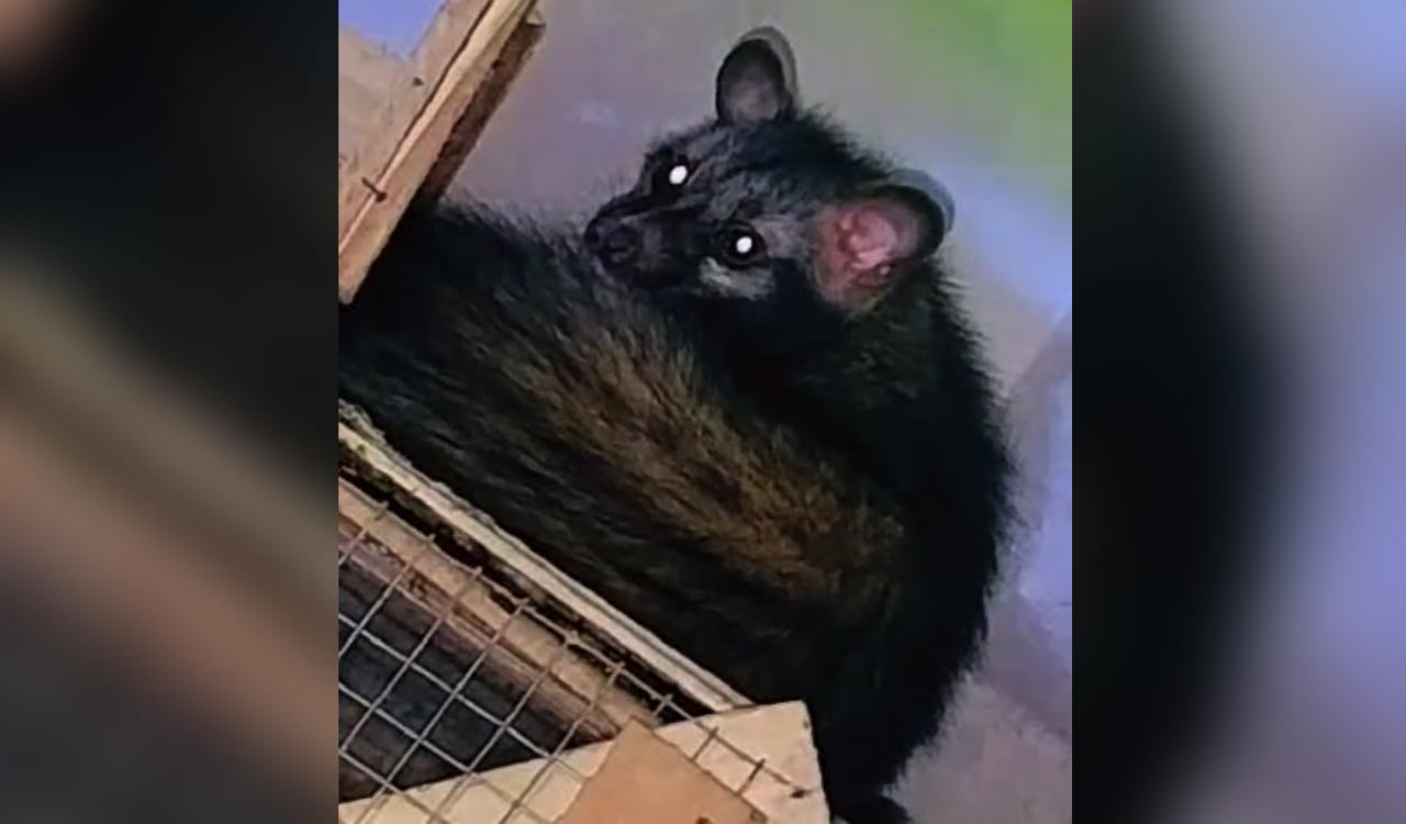 Watch: Chaos prevails as civet cat makes rare appearance at Hyderabad’s Kishanbagh