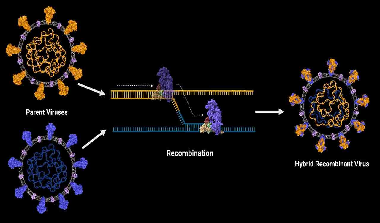 Transmission of SARS-CoV-2 from humans to deers: A study by USDA