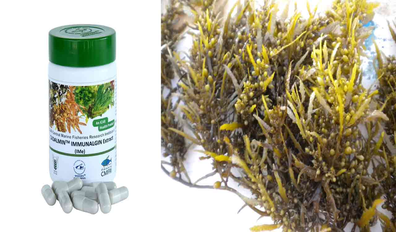 Seaweed-derived antiviral product demonstrates potency against delta variant of Covid