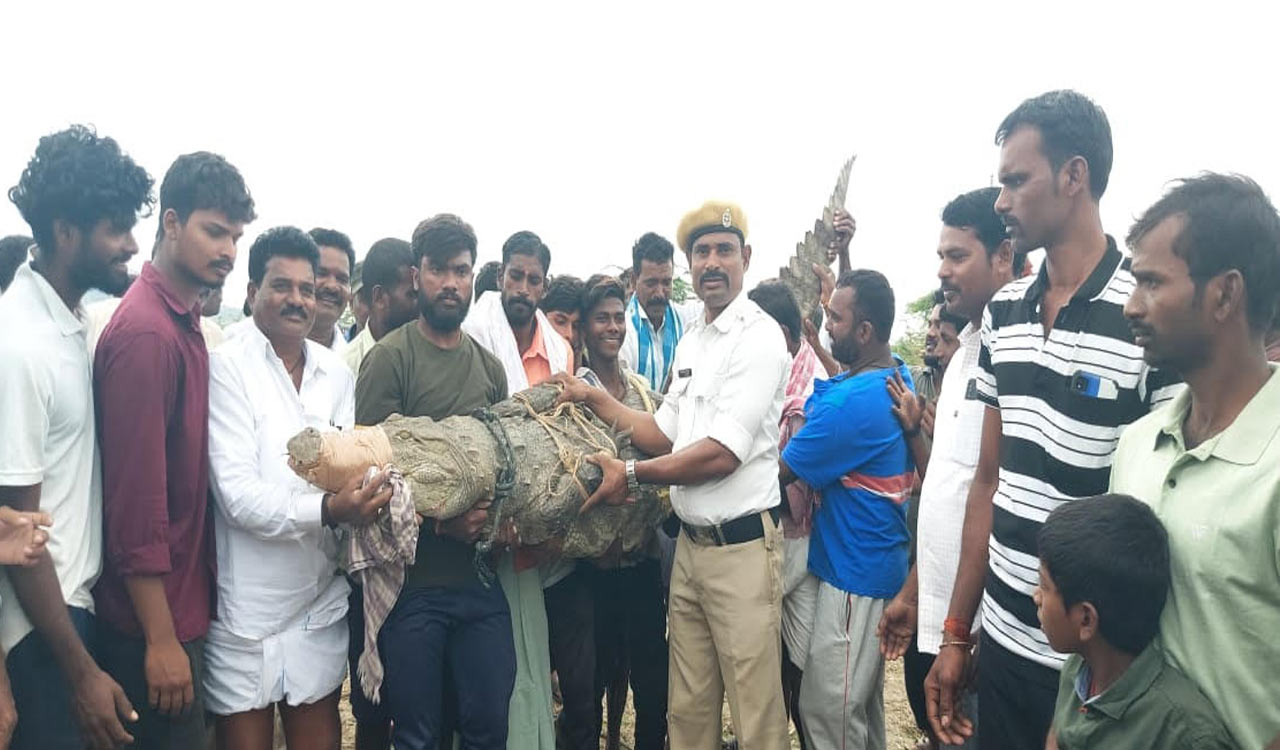 River Krishna turns ‘Lake Placid’ as crocodiles crawl about