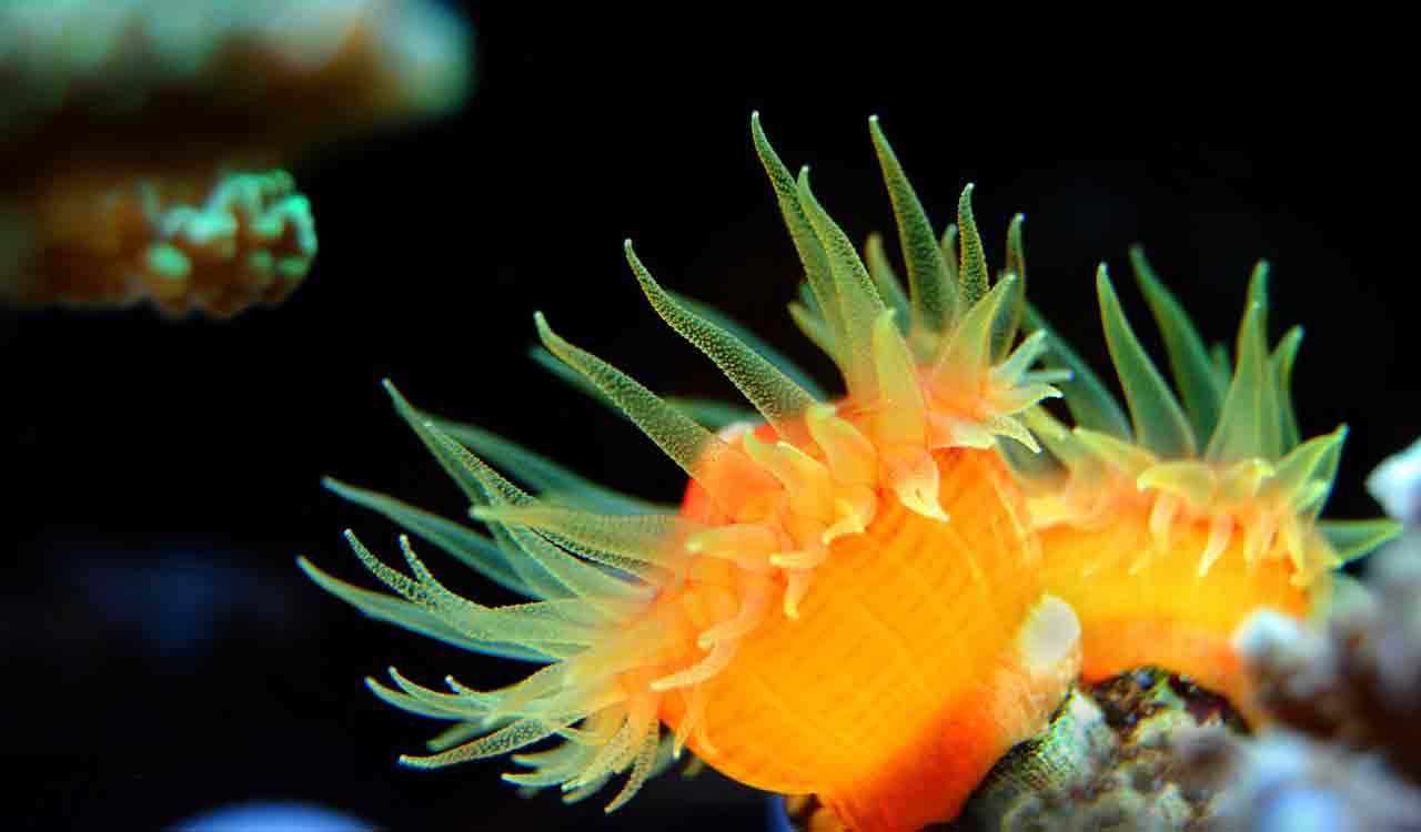 DRI seizes 306 live exotic sea animals at Mumbai Air Cargo