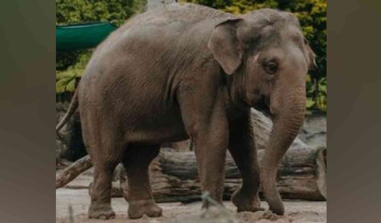 Rogue elephant ‘Arikomban’ healthy, says TN forest minister-Telangana Today