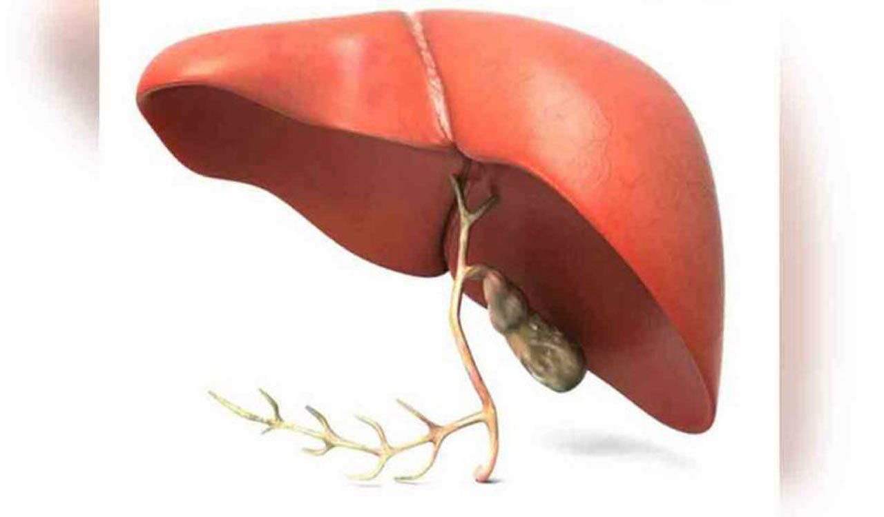 Mechanism identified to reduce liver damage during transplantation: Researchers