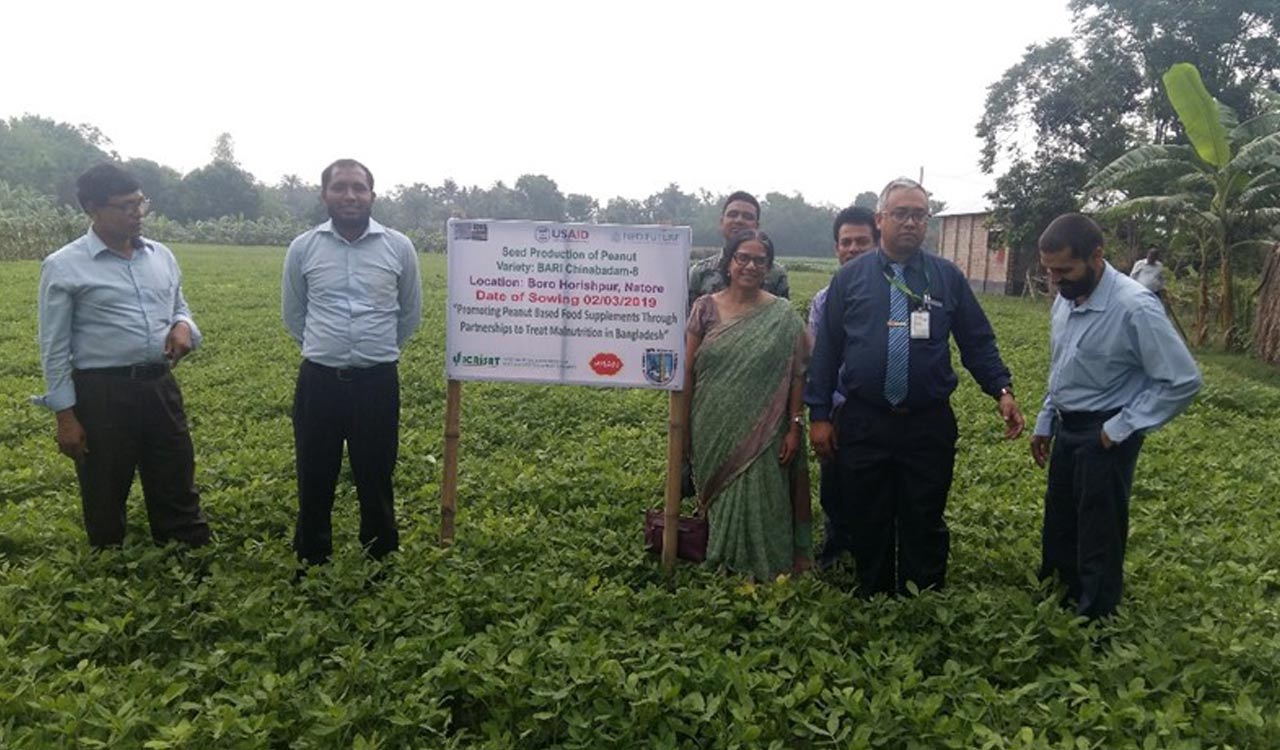 New groundnut variety developed by ICRISAT, BARI now available for cultivation in India