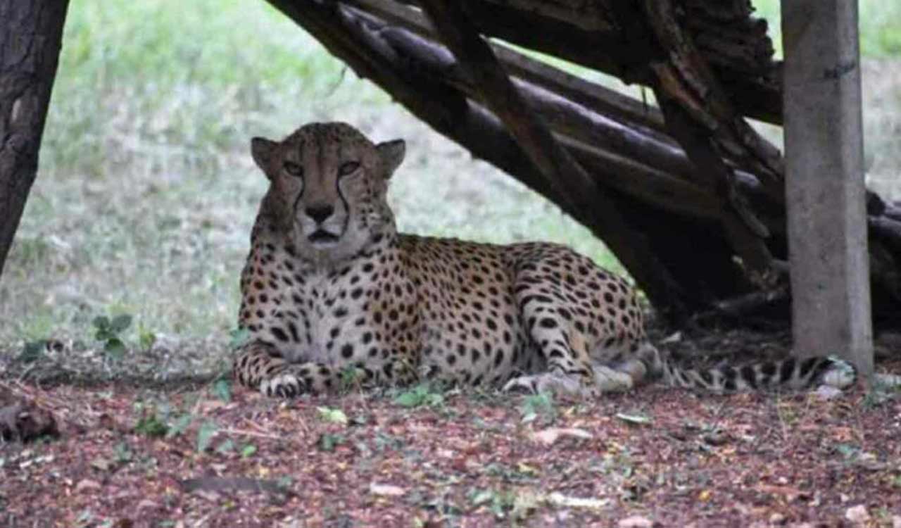 One more African cheetah, Tejas, dies in MP’s Kuno National Park; 7th since March