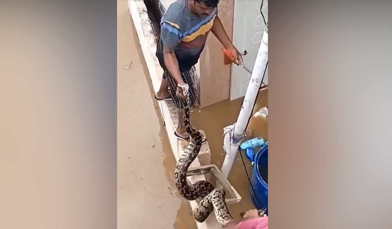 Watch: Snake rescue team captures python in Khammam flood zone