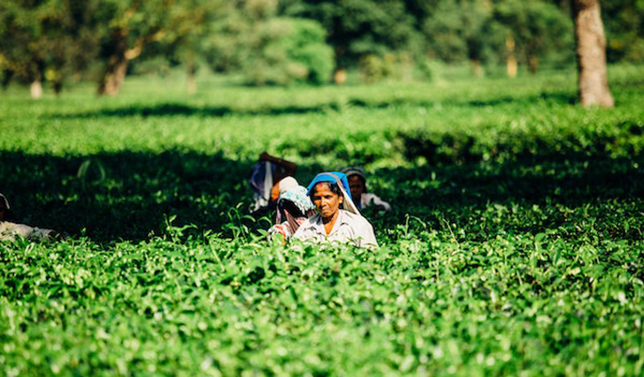 ‘More than five crore job cards under MGNREGA cancelled in 2022-23’