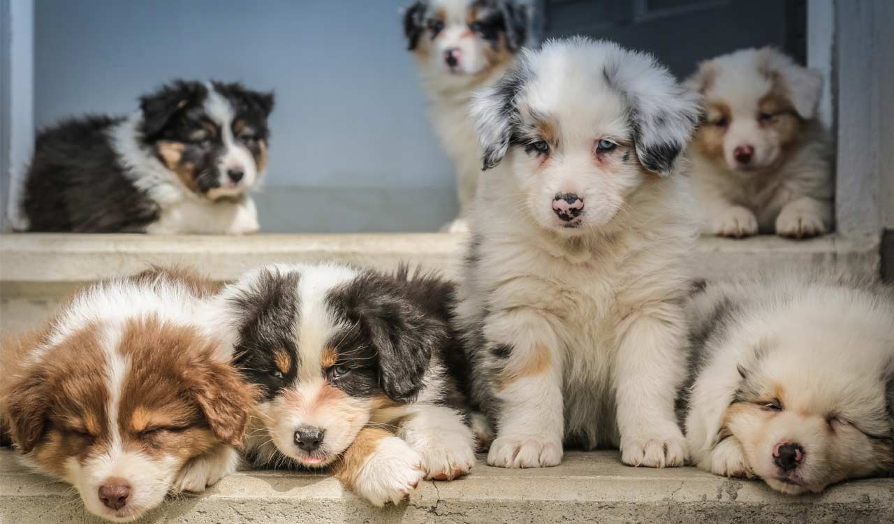 Man poisons dog, seven puppies, then burns their bodies