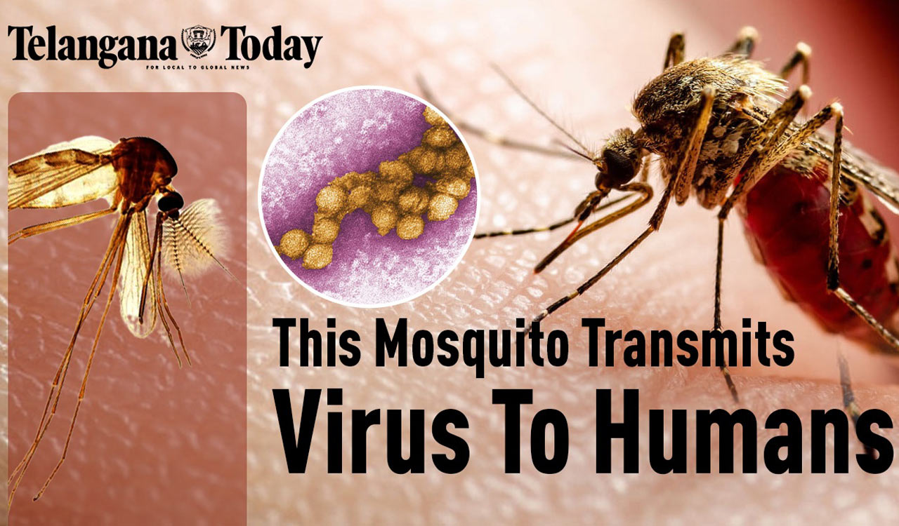 Culex Modestus: New Mosquito Species Found In Finland | West Nile Virus