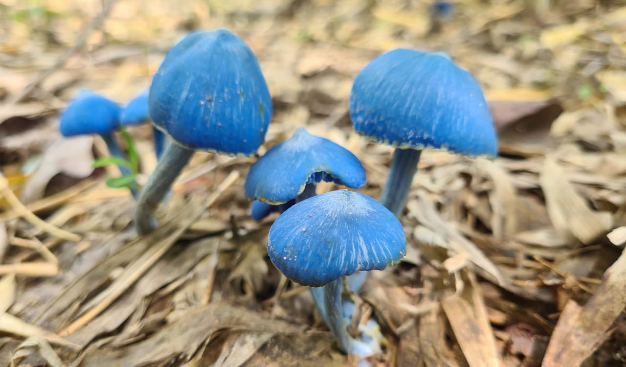 New Zealand mushroom species found in Asifabad forests