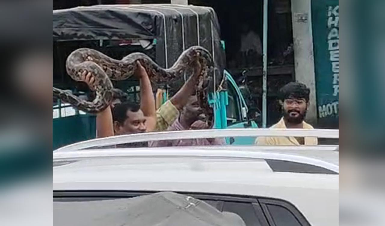 Telangana: Python caught in residence inundated by flood water in ...