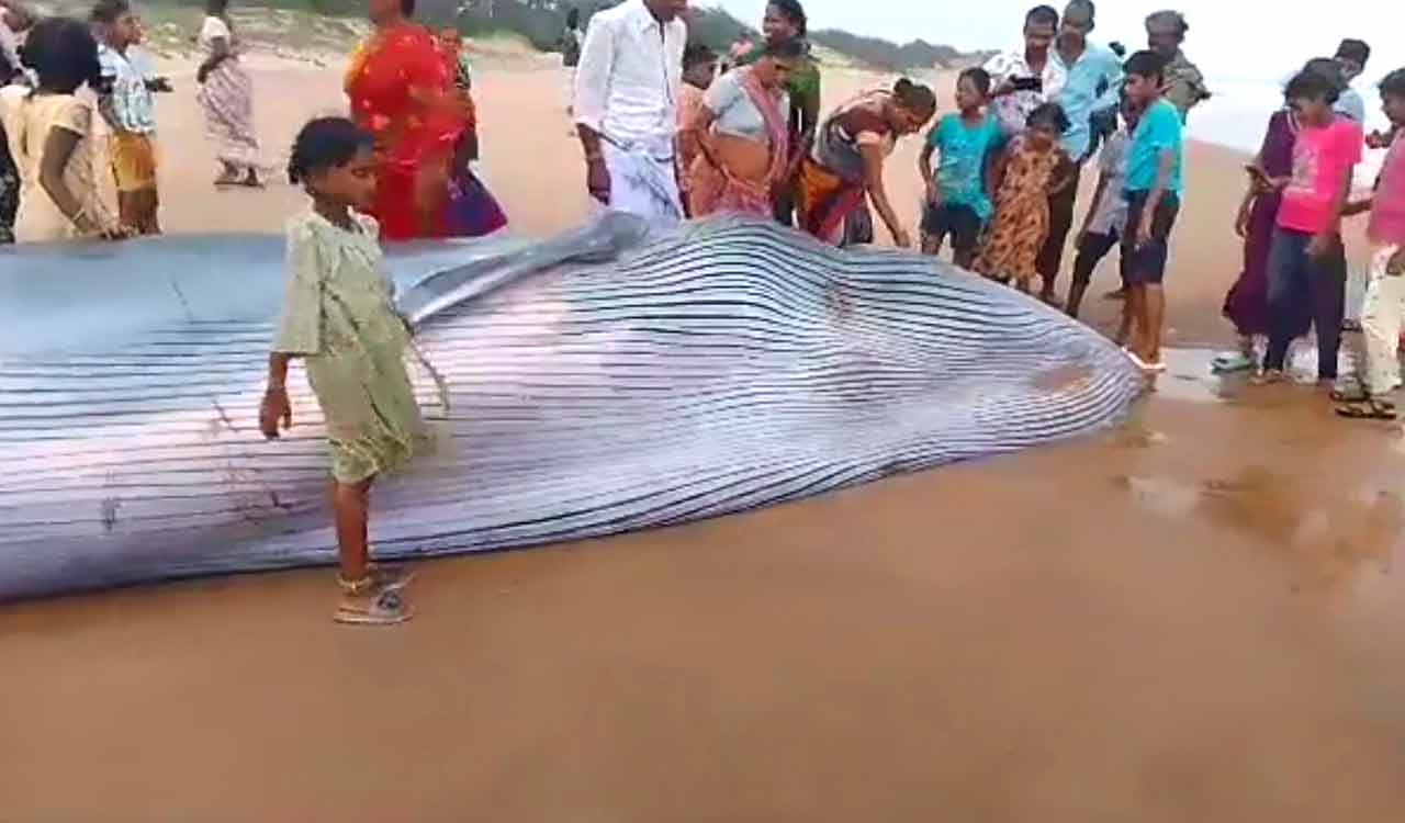 Rare Blue Whale stranded on Andhra Pradesh shoreline