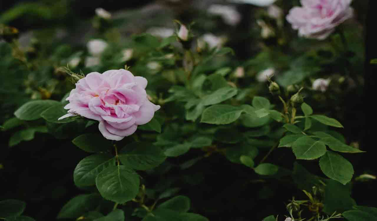 Roses are red but violets are not blue during this monsoon?