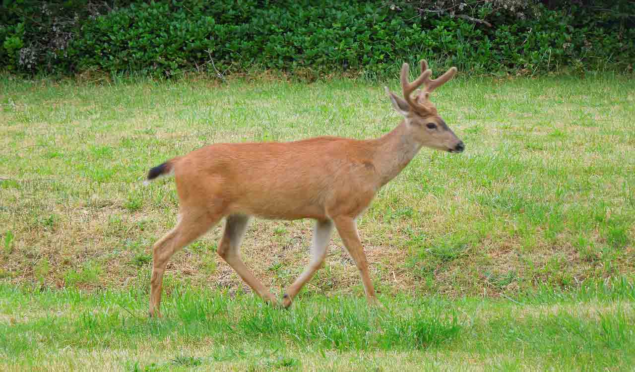 Sangareddy: Black Bucks, Deers roams in agriculture fields