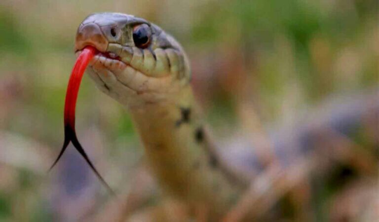 Snake
