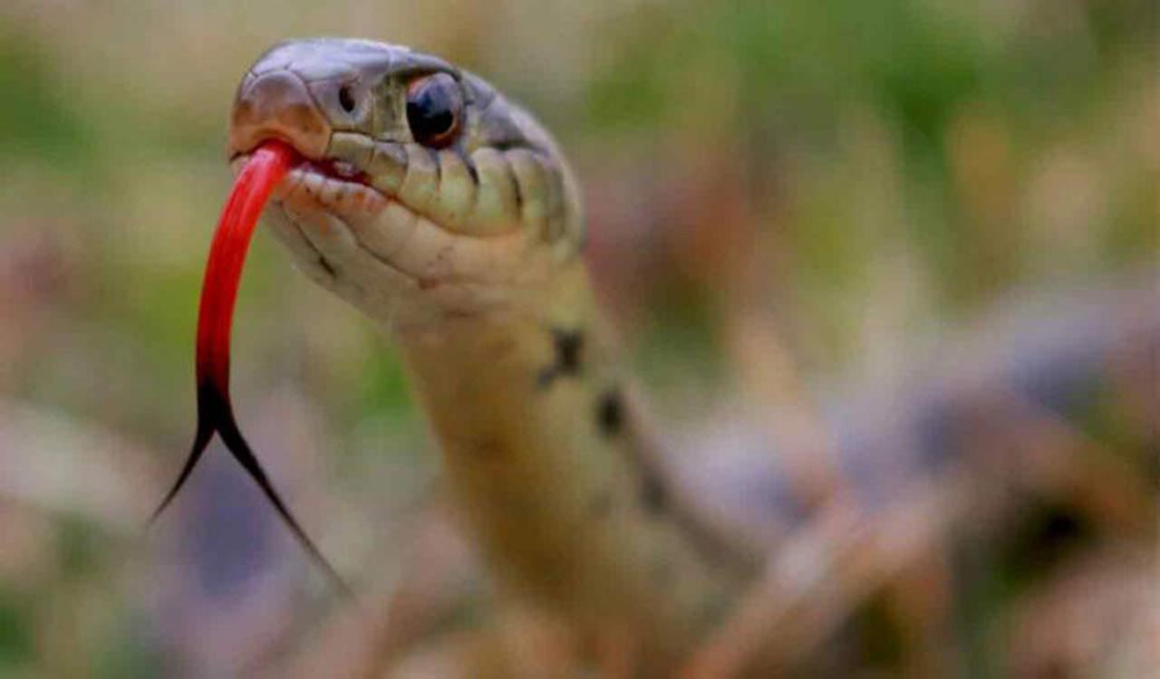 Telangana: Father, son die of snakebite at Kamareddy