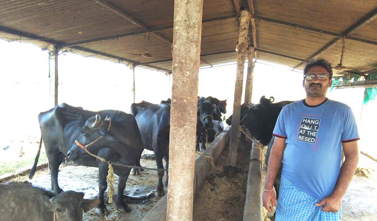 From educationist to dairy farmer, youngster from Telangana’s Bhupalpally scripts a unique success story
