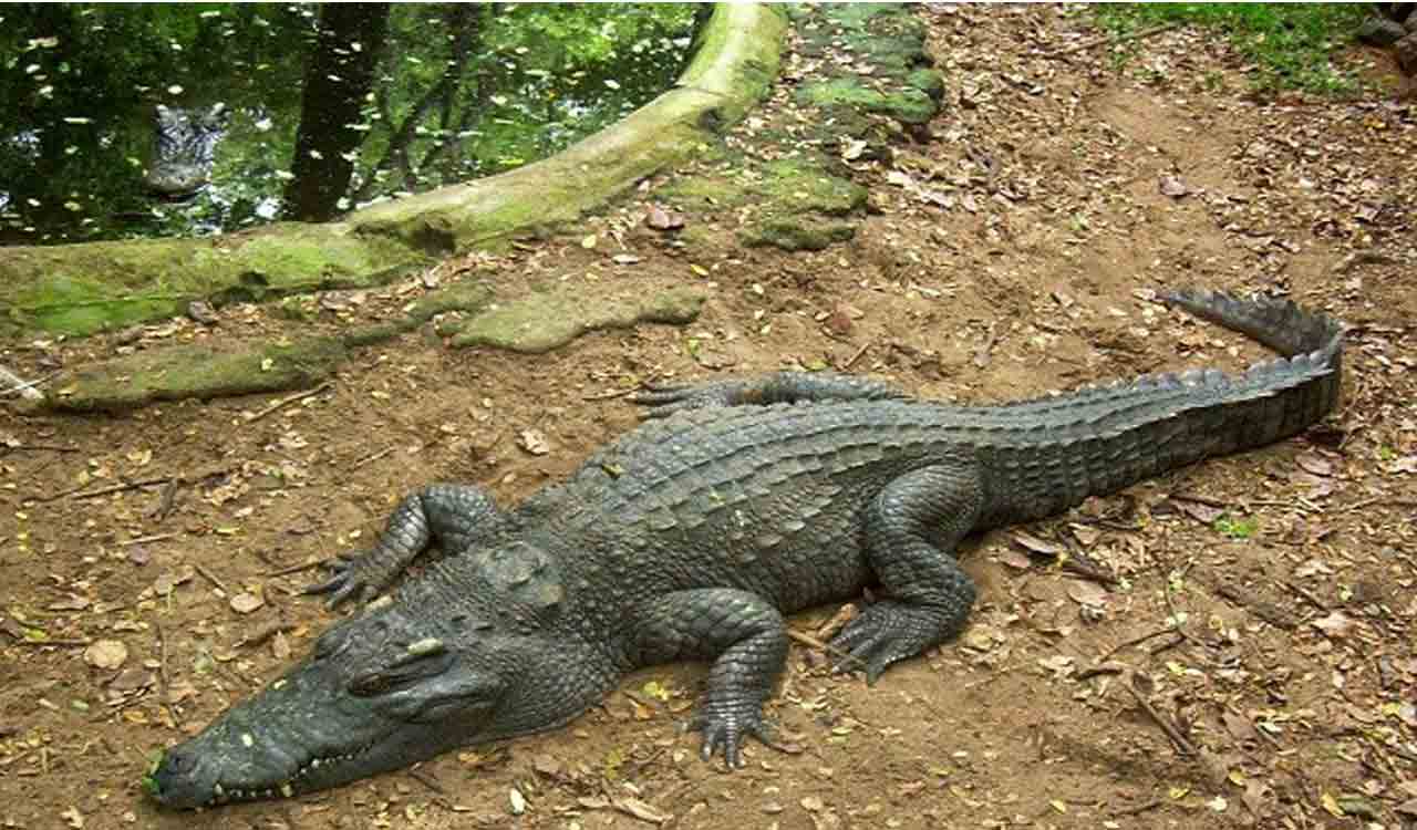 Telangana: Man arrested for killing crocodile, selling its meat