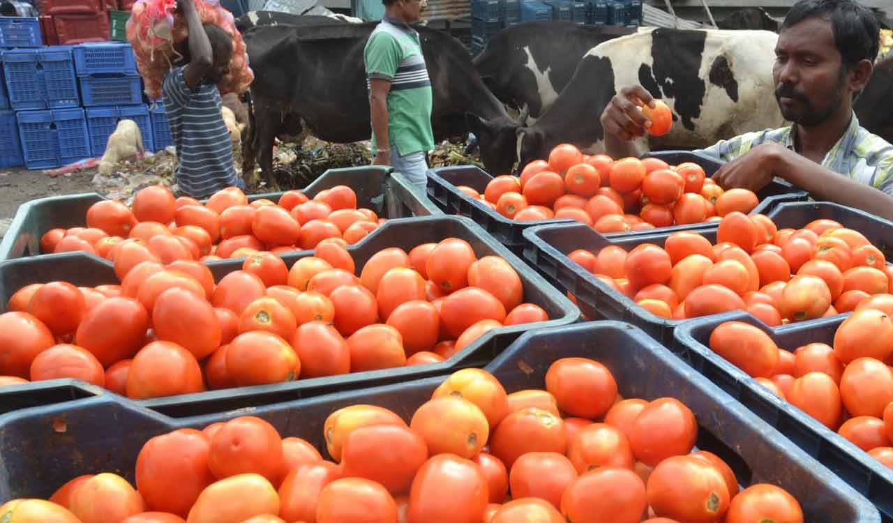 Tomato price in Chennai reaches Rs 170/kg due to rainfall in Andhra, Karnataka