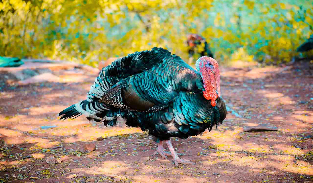 Climate change may not affect the timing of turkey nesting, finds study