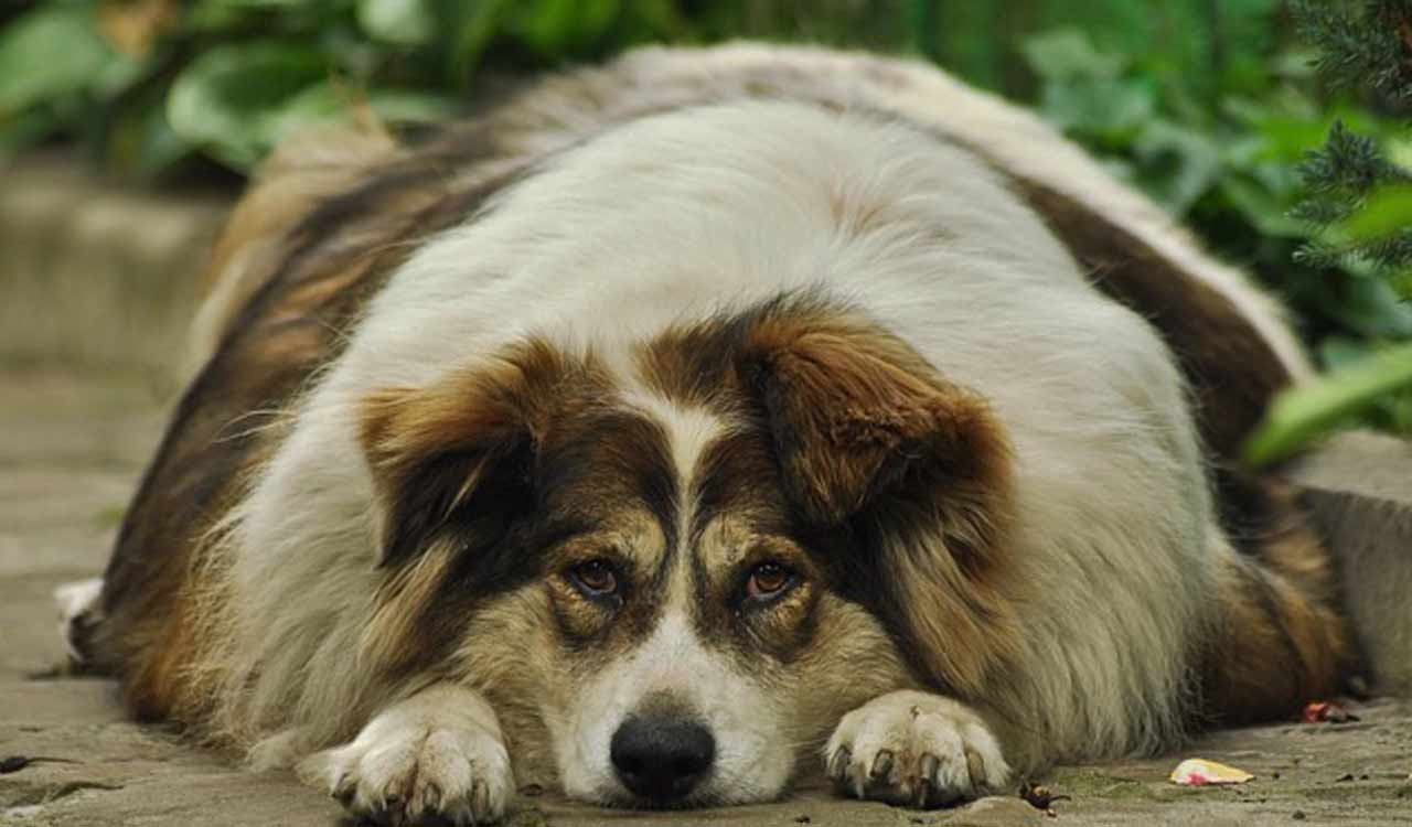 Dogs too are prone to cardiac problems: Experts