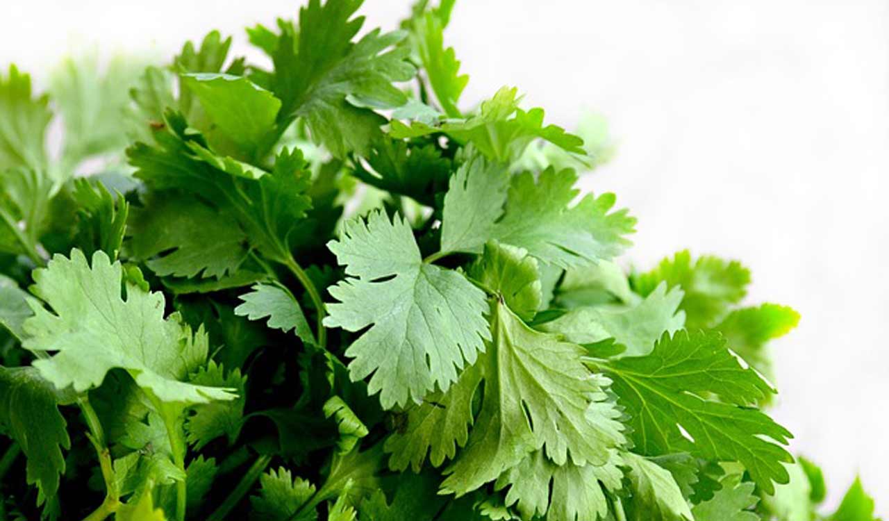 Coriander futures decrease due to weak demand