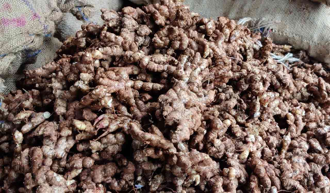 Ginger turns dearer as supply dampens