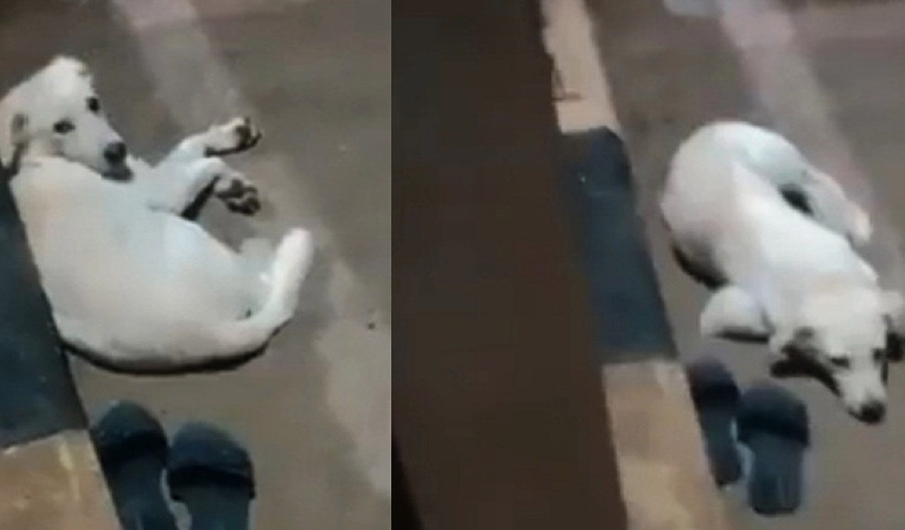Dog waits near owner’s footwear after she jumps into Godavari in Andhra district