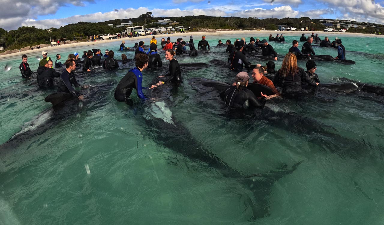Volunteers work frantically to save dozens of stranded pilot whales in Australia