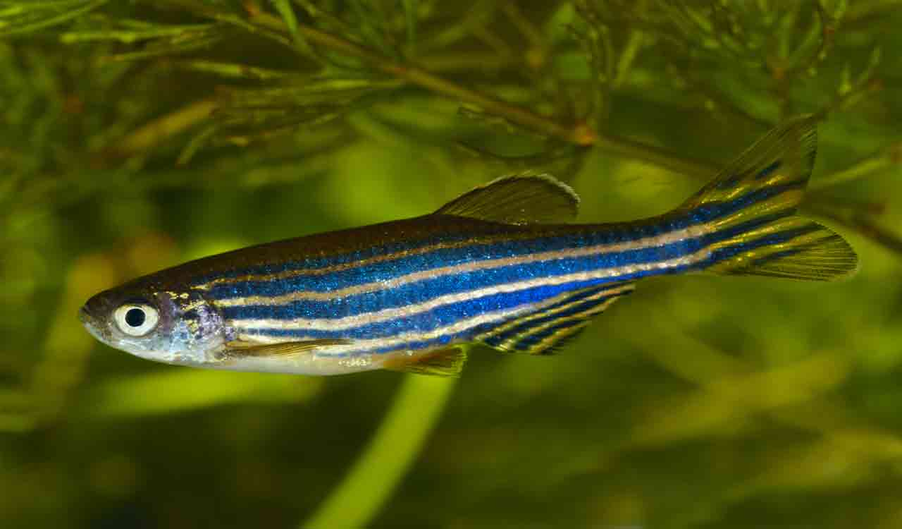 China plans Zebrafish space mission to investigate astronauts’ bone ...