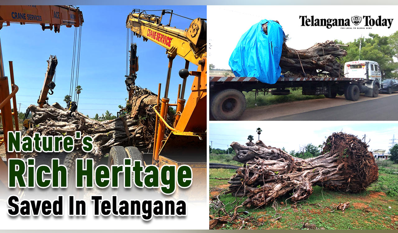 100-Year-Old Banyan Tree Relocated In Hyderabad | Anil Godavarthy | Motakondur Village, Telangana