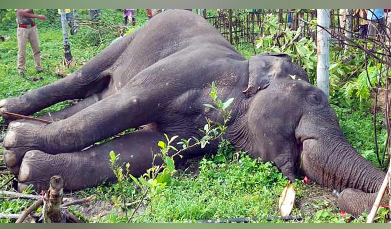 Three elephants died by electrocution in Assam