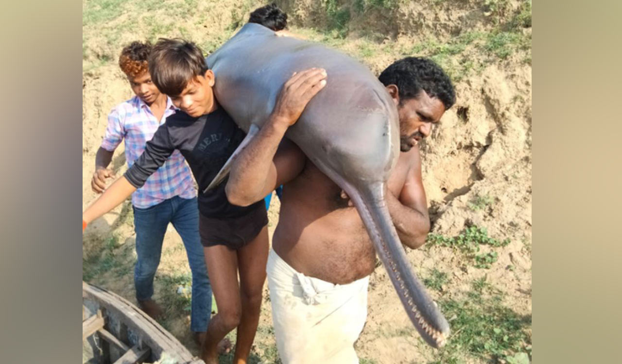 UP fisherman held for killing dolphin and feasting on it