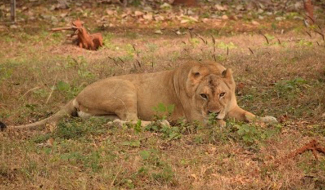 UP forest department sets up panel to probe case of lioness that gave birth to 5 cubs in 75 hrs