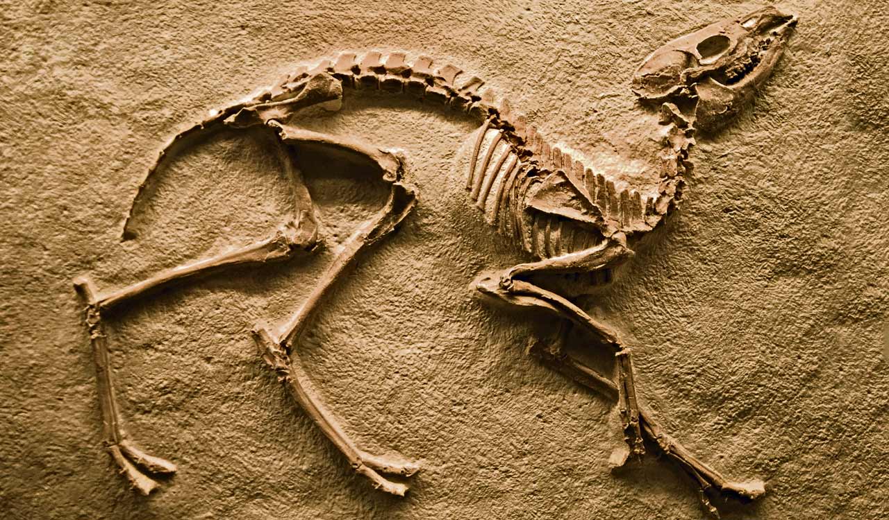 Opinion: On lastness and endlings